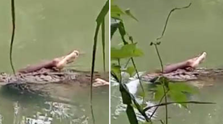 Original Link View Full Crocodile Attack India Reddit, Twitter