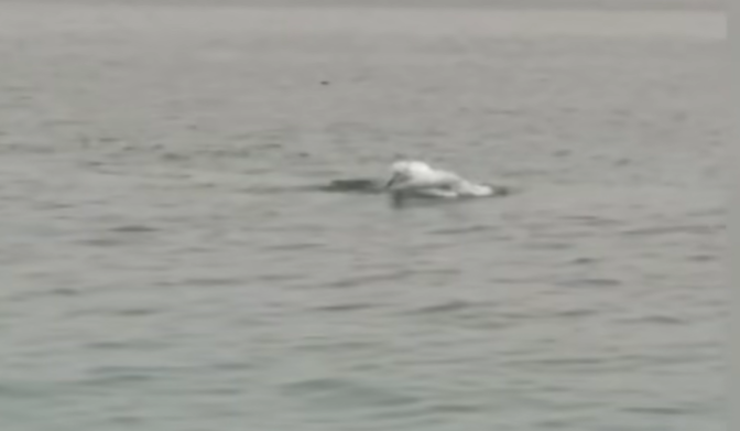 Original Link Watch Tiger Shark Egypt Video Reddit, Twitter Update