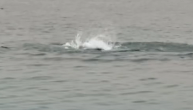 Original Link Watch Tiger Shark Egypt Video Reddit, Twitter Update