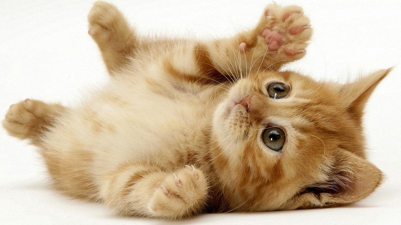 Cat In Blender Original Video