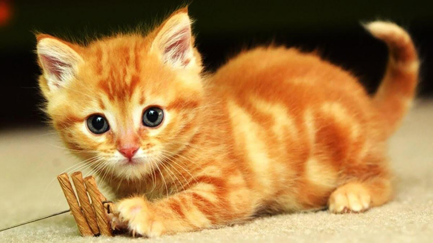 Cat In Blender Original Video