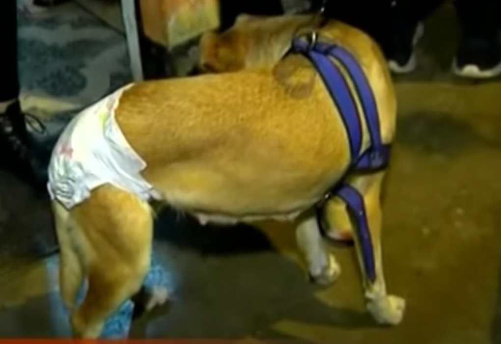 Dylan Santa Cruz Perro Video On Twitter, Reddit