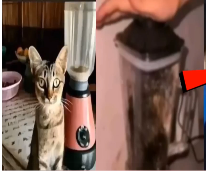 Cat In Blender Original Video on Twitter, Reddit