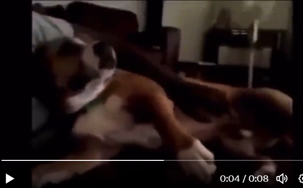 israel adesanya dog video twitter