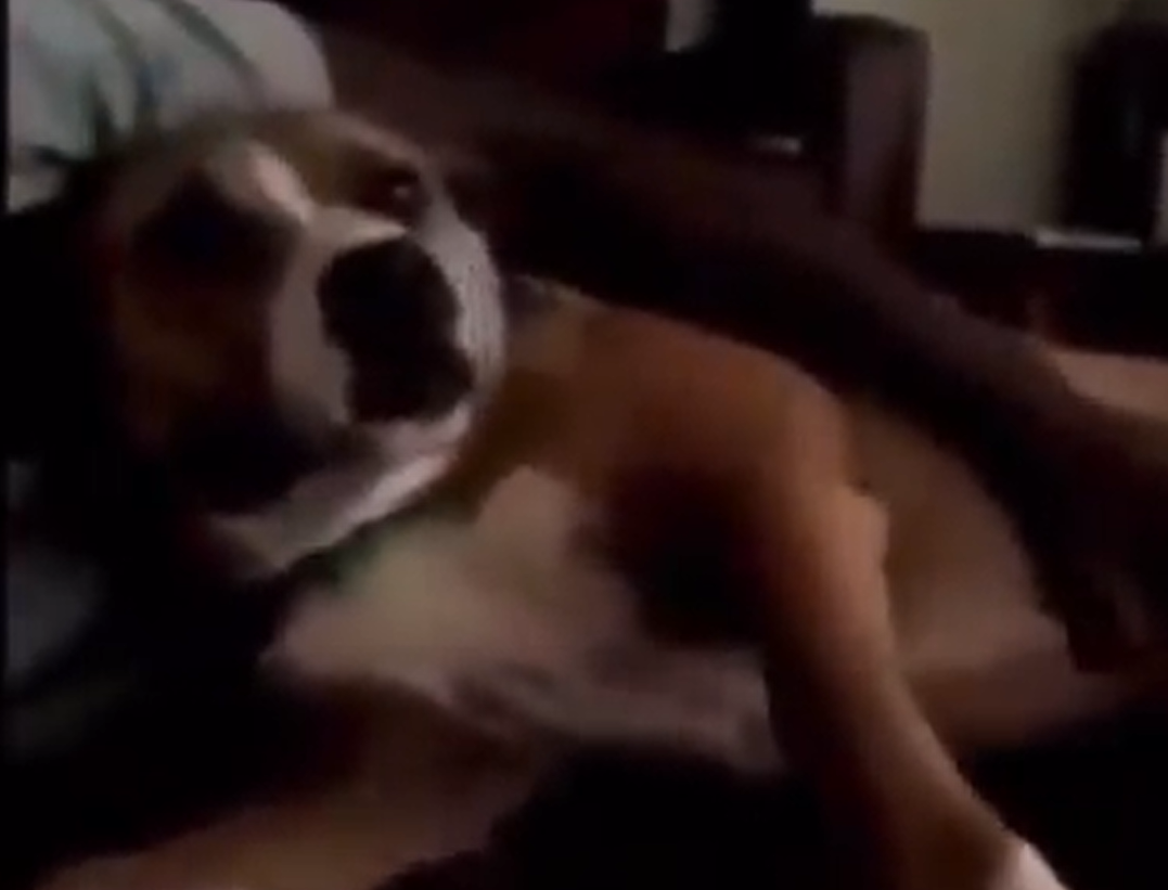 israel adesanya dog video twitter