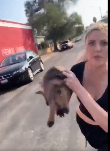 Crazed Woman Throws Her Puppy at Stranger