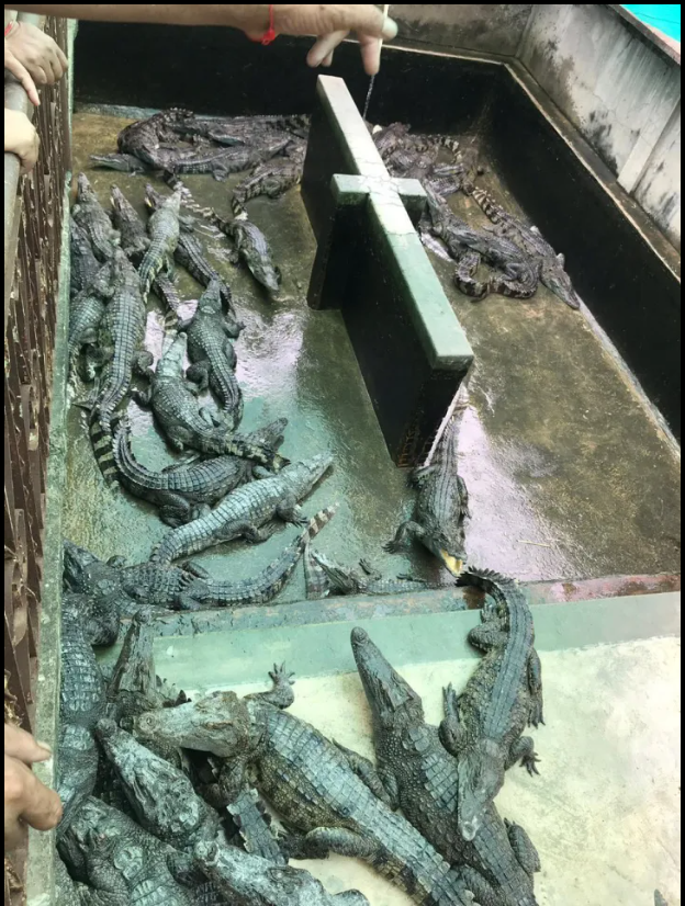 Tragic Baby Red Dress and Alligator Video Incident in Cambodia