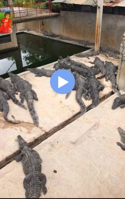 Tragic Baby Red Dress and Alligator Video Incident in Cambodia