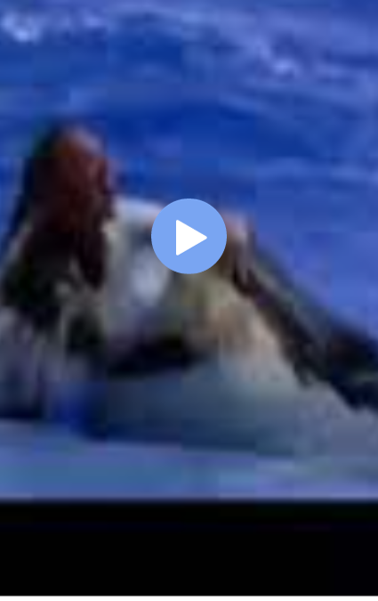 dawn brancheau ponytail video