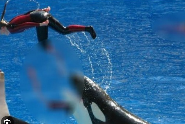 dawn brancheau ponytail video