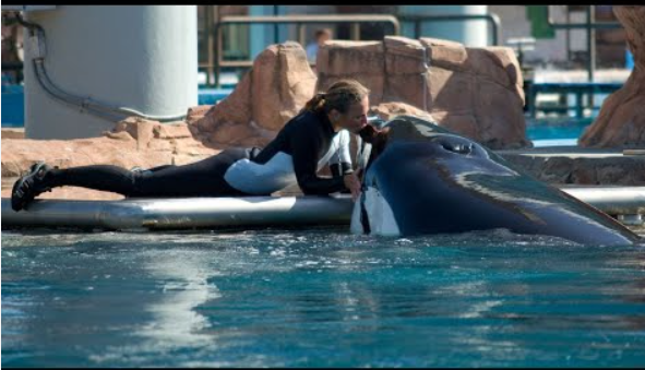 dawn brancheau ponytail video