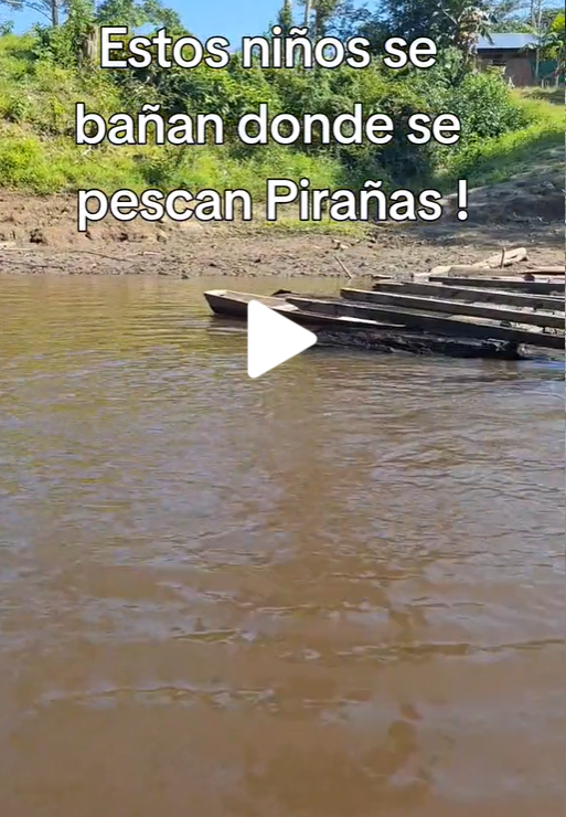 Niño devorado por pirañas video