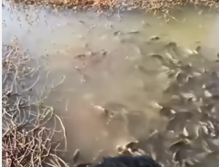 Niño devorado por pirañas video