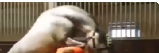 Michael Hanley Comfortable Carriage Dublin