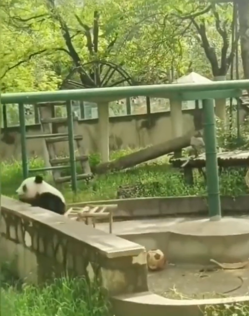 The Chair Video Twitter