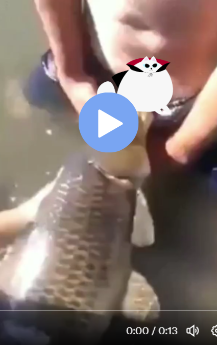 the fish video twitter