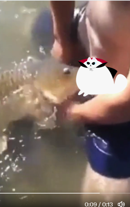 the fish video twitter