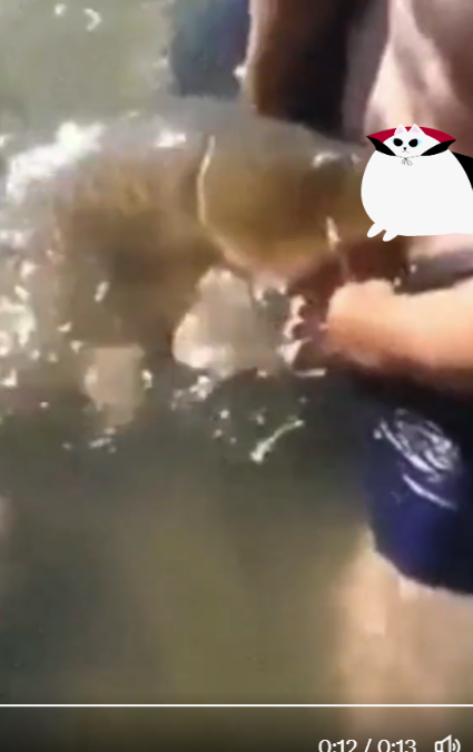 the fish video twitter