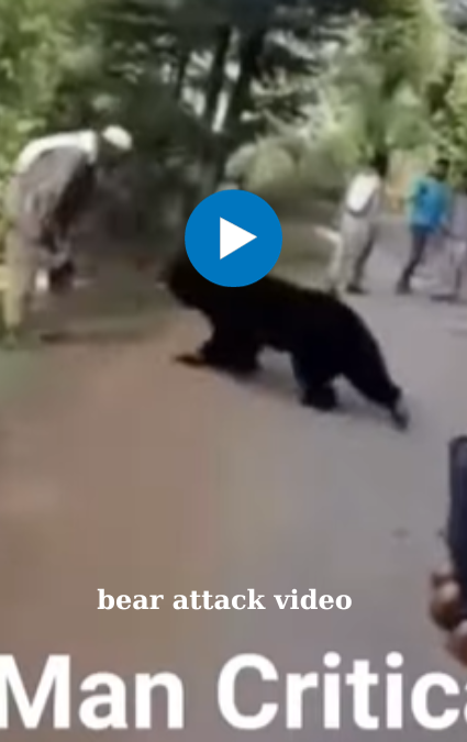 man attacked by bear reddit