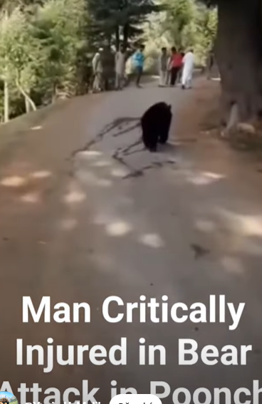 man attacked by bear reddit