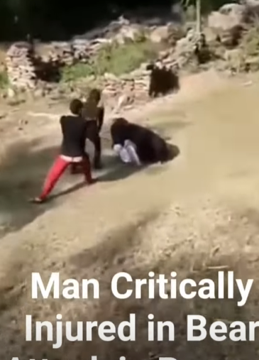 man attacked by bear reddit