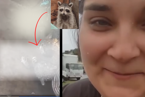 Raccoon Dumpster Fire Video