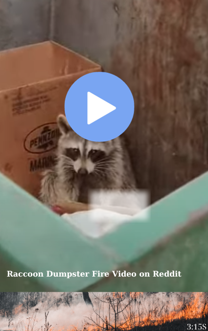 Raccoon Dumpster Fire Video on Reddit