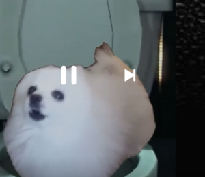 Skirby: The Viral Dog Video Taking Twitter by Storm – Blog Tài Chính EUF